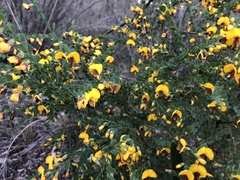 Bossiaea rhombifolia