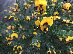 Bossiaea rhombifolia