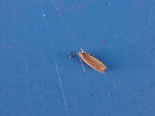 Shy Cosmet Moth, 9321 Peize, Nederland, photo 6 of 10