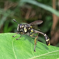 Monoceromyia javana