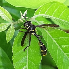 Monoceromyia javana