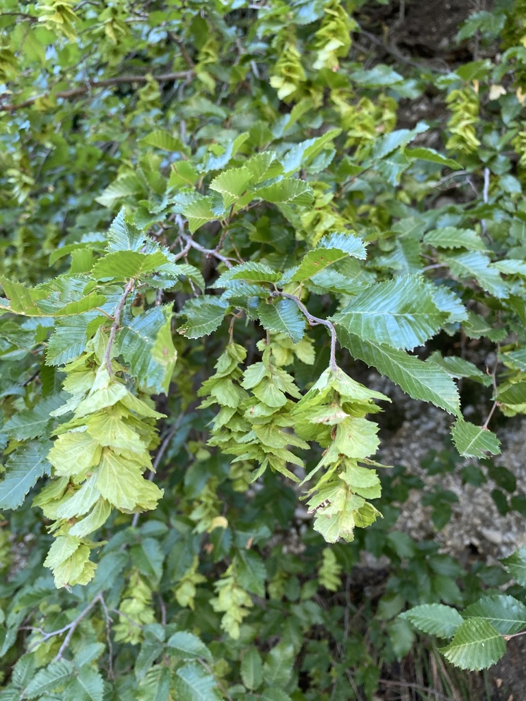 Carpinus orientalis
