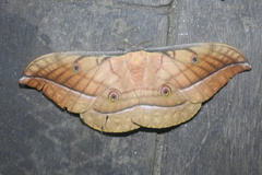 Antheraea