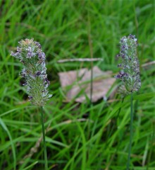 Phleum bertolonii