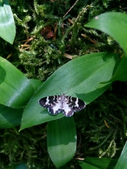 Trichodezia californiata