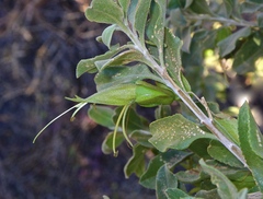 Eremophila serrulata
