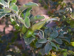 Eremophila serrulata