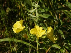 Oenothera pycnocarpa