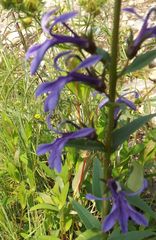Lobelia sessilifolia