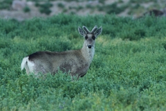 Hippocamelus antisensis