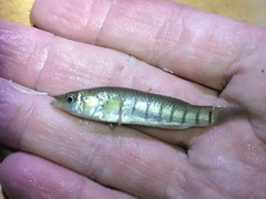 Fundulus similis