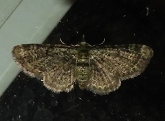 Pasiphila rectangulata