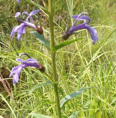 Lobelia sessilifolia