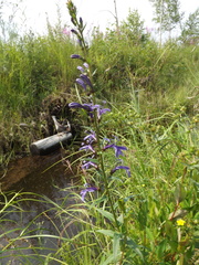 Lobelia sessilifolia