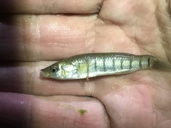 Fundulus similis