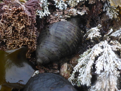 Acanthinucella