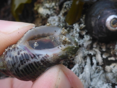 Acanthinucella