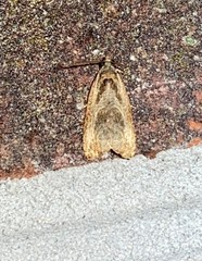 Olethreutes inornatana