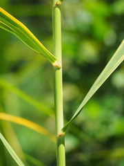 Phragmites vallatoria