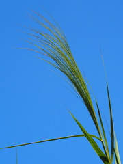 Phragmites vallatoria