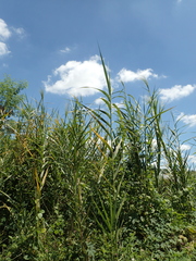 Phragmites vallatoria