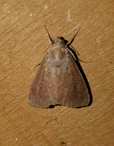 Okra Leafworm Moth photo 2