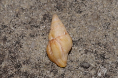 Nodopelagia brazieri