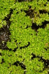 Bryum laevigatum