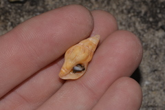 Nodopelagia brazieri