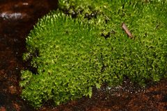 Bryum laevigatum