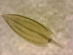 Bryum laevigatum