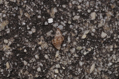 Phycothais reticulata