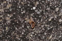 Phycothais reticulata