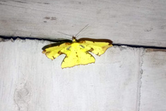 Corymica