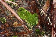 Bryum laevigatum