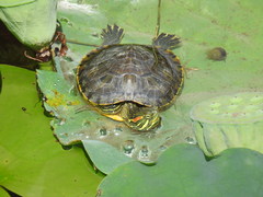 Trachemys scripta