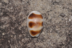 Palmadusta asellus