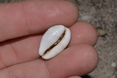 Palmadusta asellus