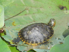 Trachemys scripta
