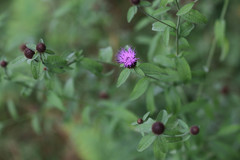 Centaurea decipiens