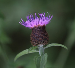 Centaurea decipiens