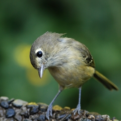 Hutton's Vireo photo 5