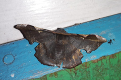 Fascellina