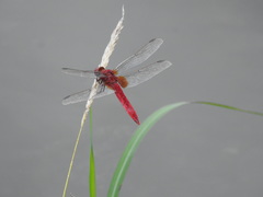 Crocothemis servilia mariannae
