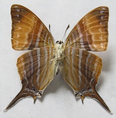 Marpesia marcella