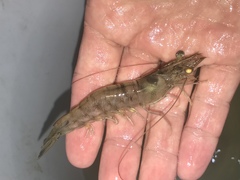 Penaeus setiferus