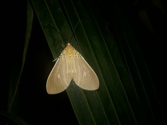 Asota producta