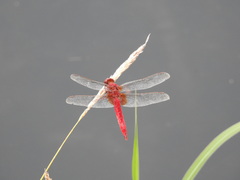 Crocothemis servilia mariannae