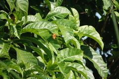 Pandita sinope sinope