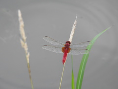Crocothemis servilia mariannae